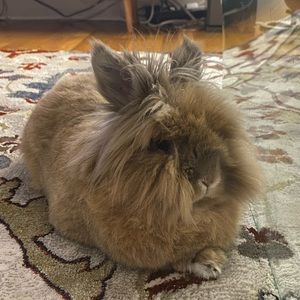 Meet your Posher, Lynden